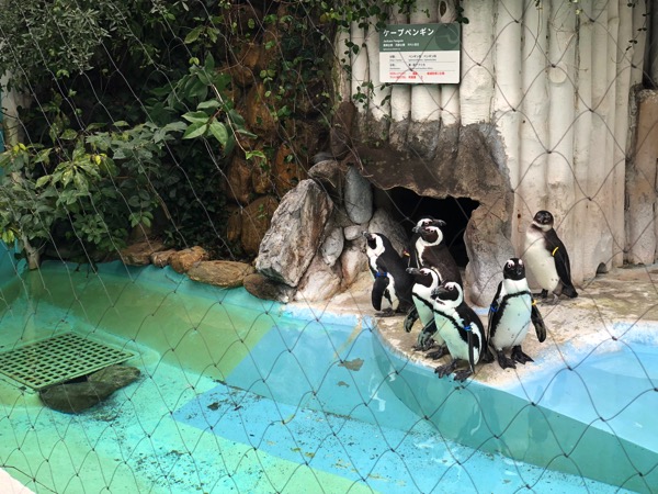 ファースト ペンギン と は