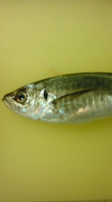 20080531201831.jpg